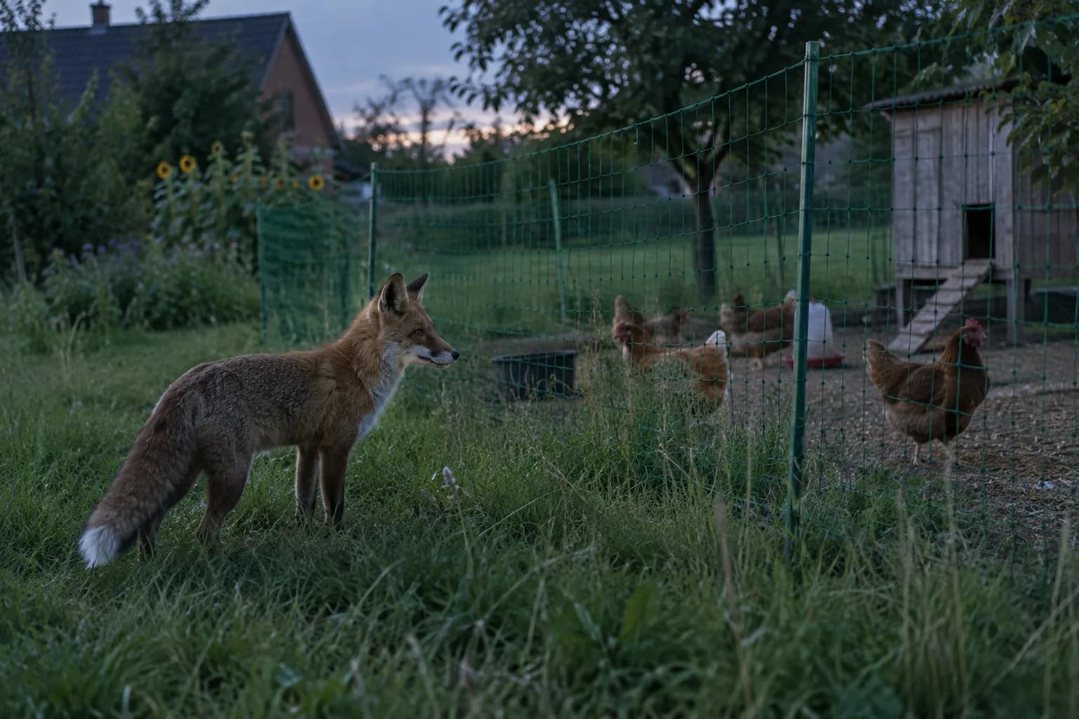 Symbolbild: Fuchs in der Dämmerung vor einem Geflügelnetz, dahinter Hühner im Auslauf