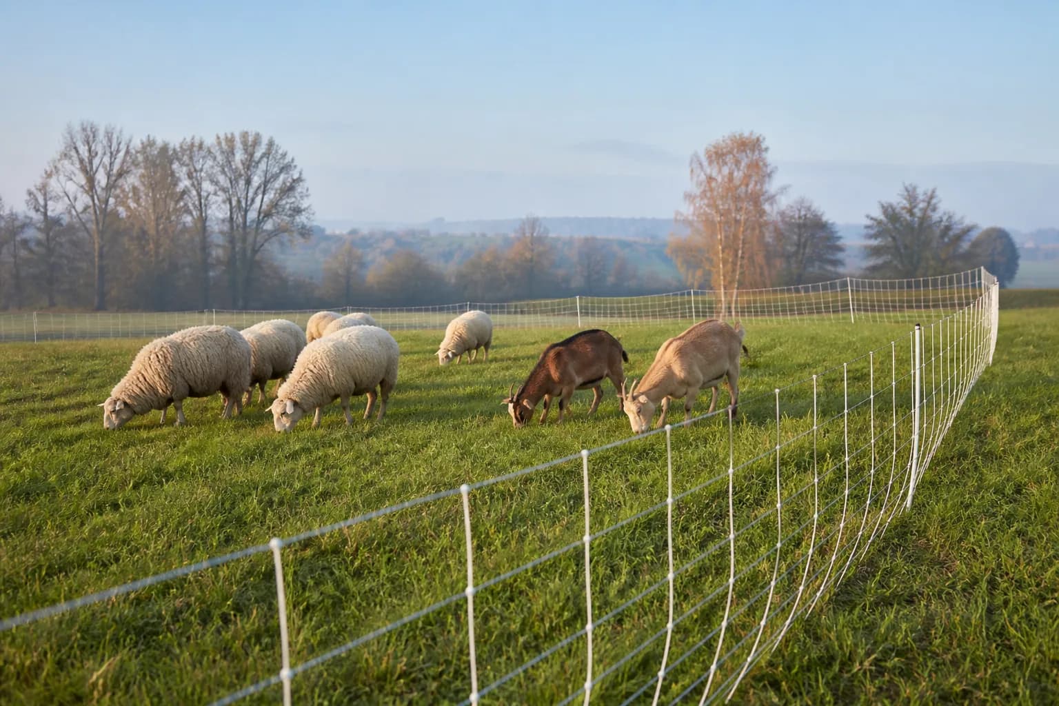 Schafe und Ziegen in einem sauber aufgestellten Weidenetz